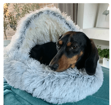 2 - in1 Pet Bed - Structured Differently2 - in1 Pet Bed8RQ059JJ12 - in1 Pet Bed